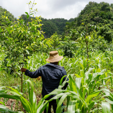 A man in a straw hat walking away through a field with some young trees