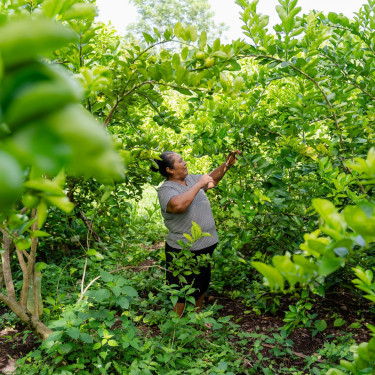A woman picks green fruits from an orchard