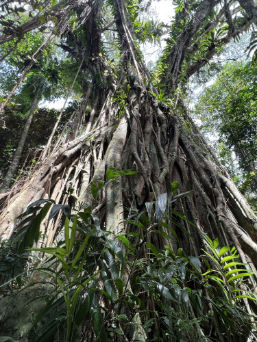 A view from below of a big tree with vines growing on it.