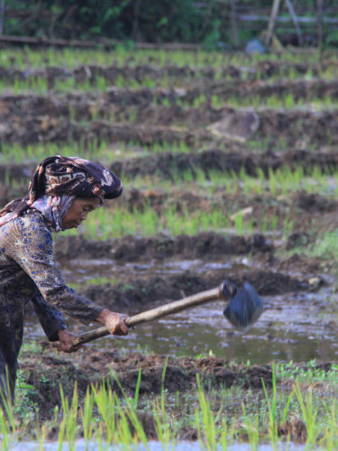 A woman in a headscarf with a tool in a rice paddy field