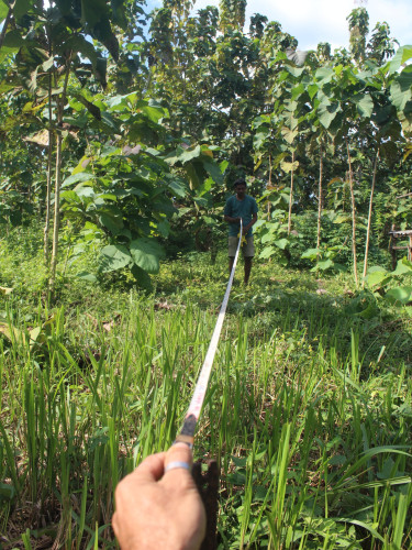 A hand holds one end of a measuring implement which stretches to the trees in the background