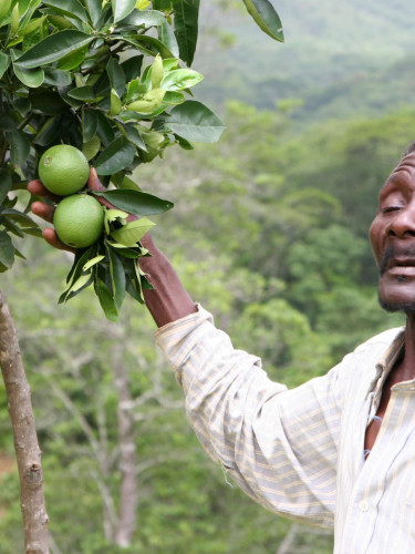 A man in a white shirt stands next a tree with green fruits on it.