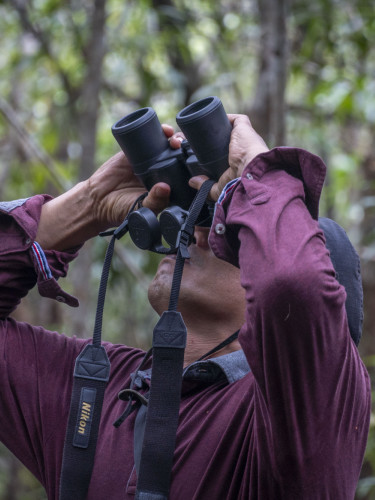 A man in a red shirt stands in a forest looking up through binoculars
