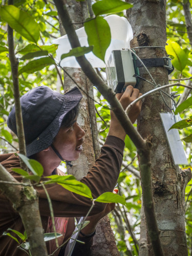 A man surveys a piece of bioacoustics equipment strapped to a tree in a forest.