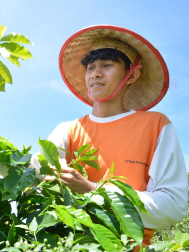 A man in a traditional straw hat and orange shirt tends to a coffee plant