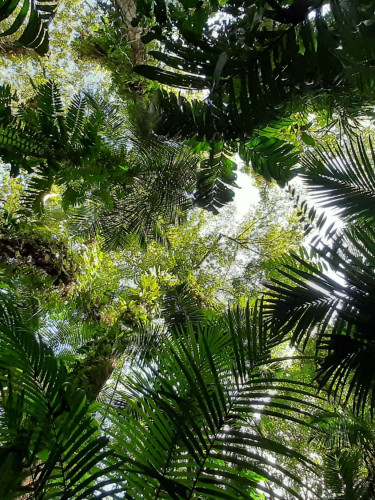 A forest canopy seen from below