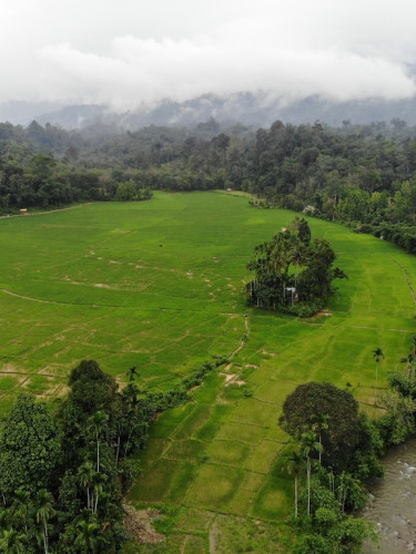 Drone shot of a river through a forest
