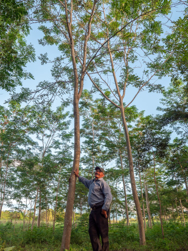 A man in a baseball cap stands under a tree