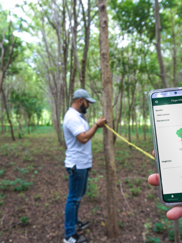In the foreground, a hand holding a phone with an app open, in the middle ground a man in a baseball cap measuring a tree