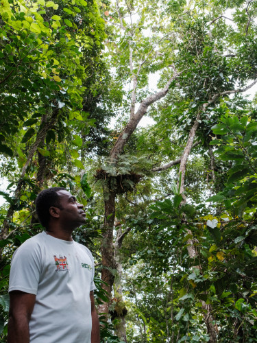 A man in a white t-shirt looks up at the canopy in a rainforest
