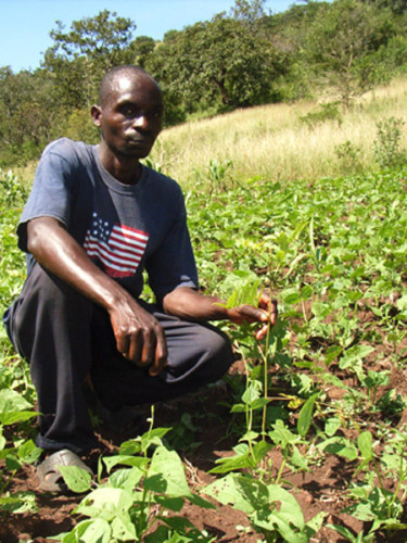 A man in a dark grey t-shirt crouches in a field of crops