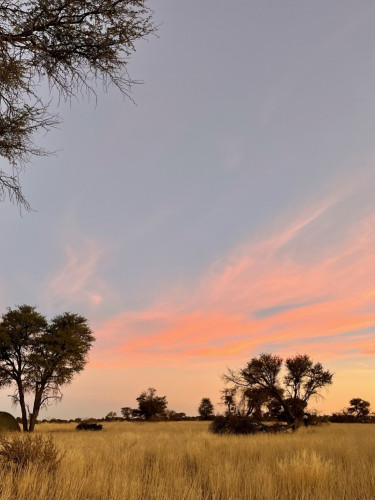 A sunset over a grassy savannah landscape with trees