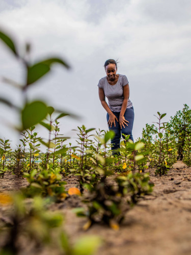 A woman in a grey top looks at rows of mangrove seedlings in a tree nursery