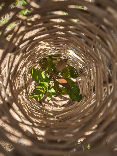 A seedling seen from above through a woven tree protector