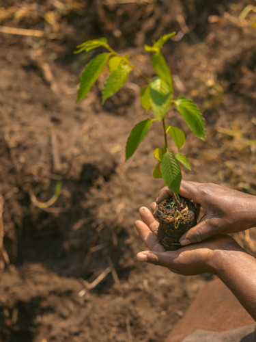 A person from behind planting a seedling