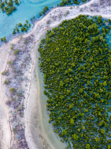 A drone shot of a mangrove forest and the sea