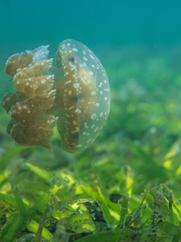 A translucent jellyfish swims above a seagrass meadow