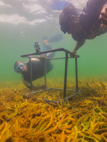 Two people with biodiversity monitoring equipment snorkel above a seagrass meadow