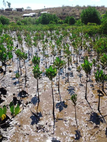 Mangrove seedlings growing
