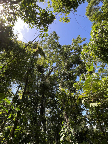 A view of blue sky through the canopy of a rainforest