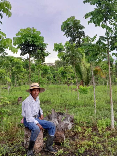 A man in a straw hat sits in front of a plantation of young trees
