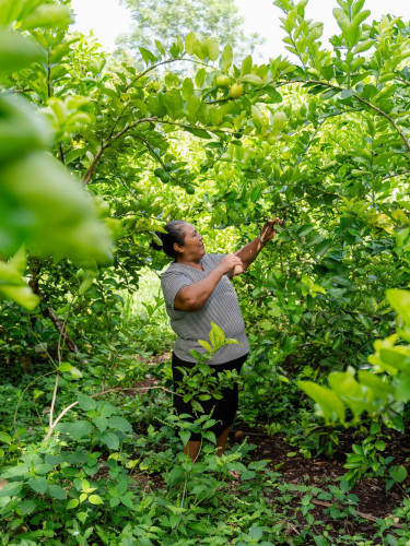A woman picks green fruits from an orchard