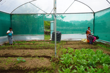 A polytunnel with leafy vegetables growing and three women, one watering the plants, and the other two weeding