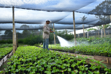 A man stands in a plant nursery watering seedlings with a hose.