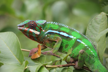 A panther Chameleon on a leafy branch