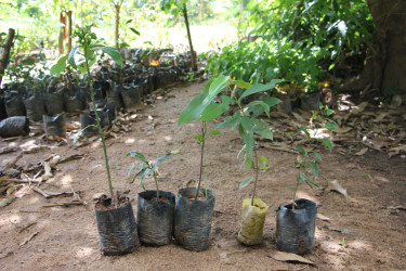 Five seedlings on a mud track