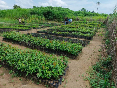 Rows of seedlings in tree nursery