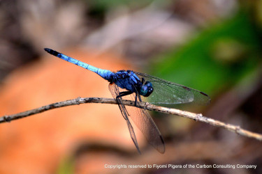 A blue dragonfly on a twig