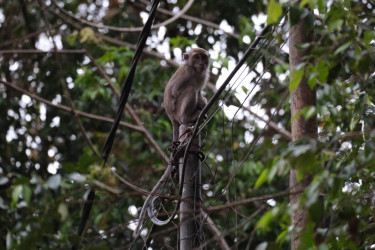 Long-tailed macaque sitting in a tree