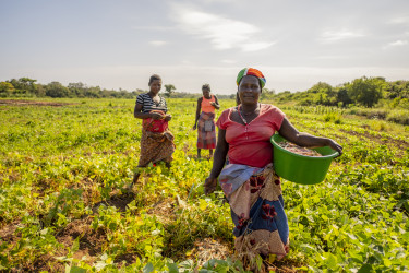 A group of three women standing in a field of crops, the woman in front is holding a bucket