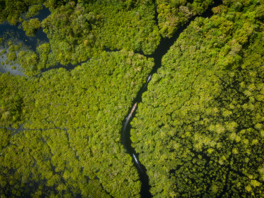 A drone shot of a river in a forest
