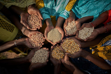 Eight women's cupped hands holding grains and pulses