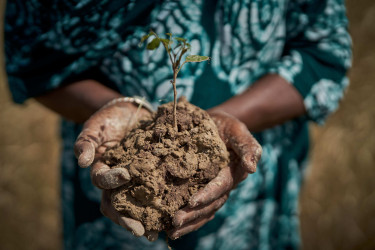 A woman's cupped hands holding a small seedlings in soil