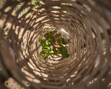 A seedling seen from above through a woven tree protector