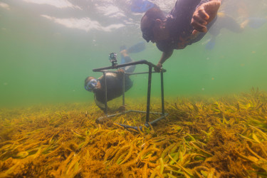 Two people with biodiversity monitoring equipment snorkel above a seagrass meadow