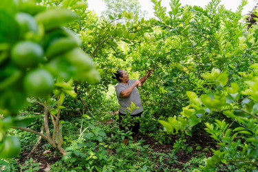 A woman picks green fruits from an orchard