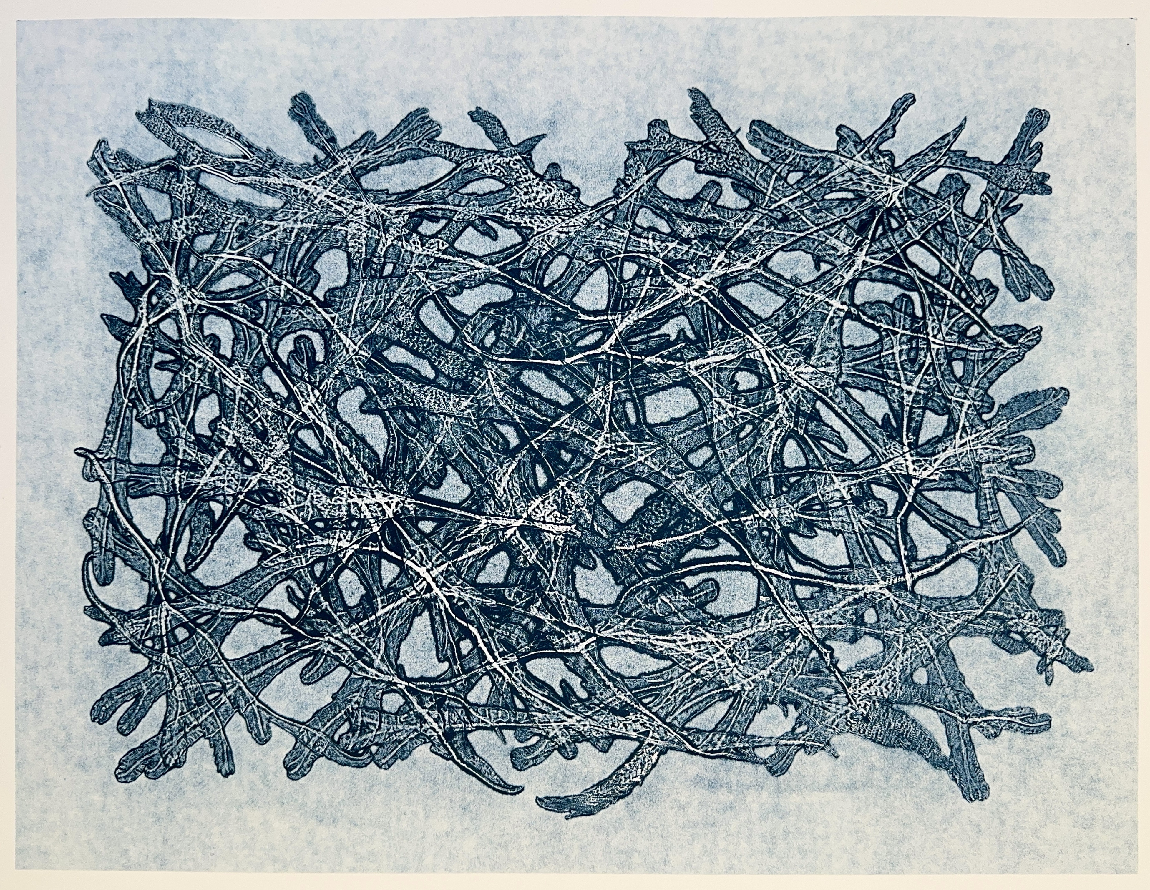 Wrack Fucus serratus P Knight