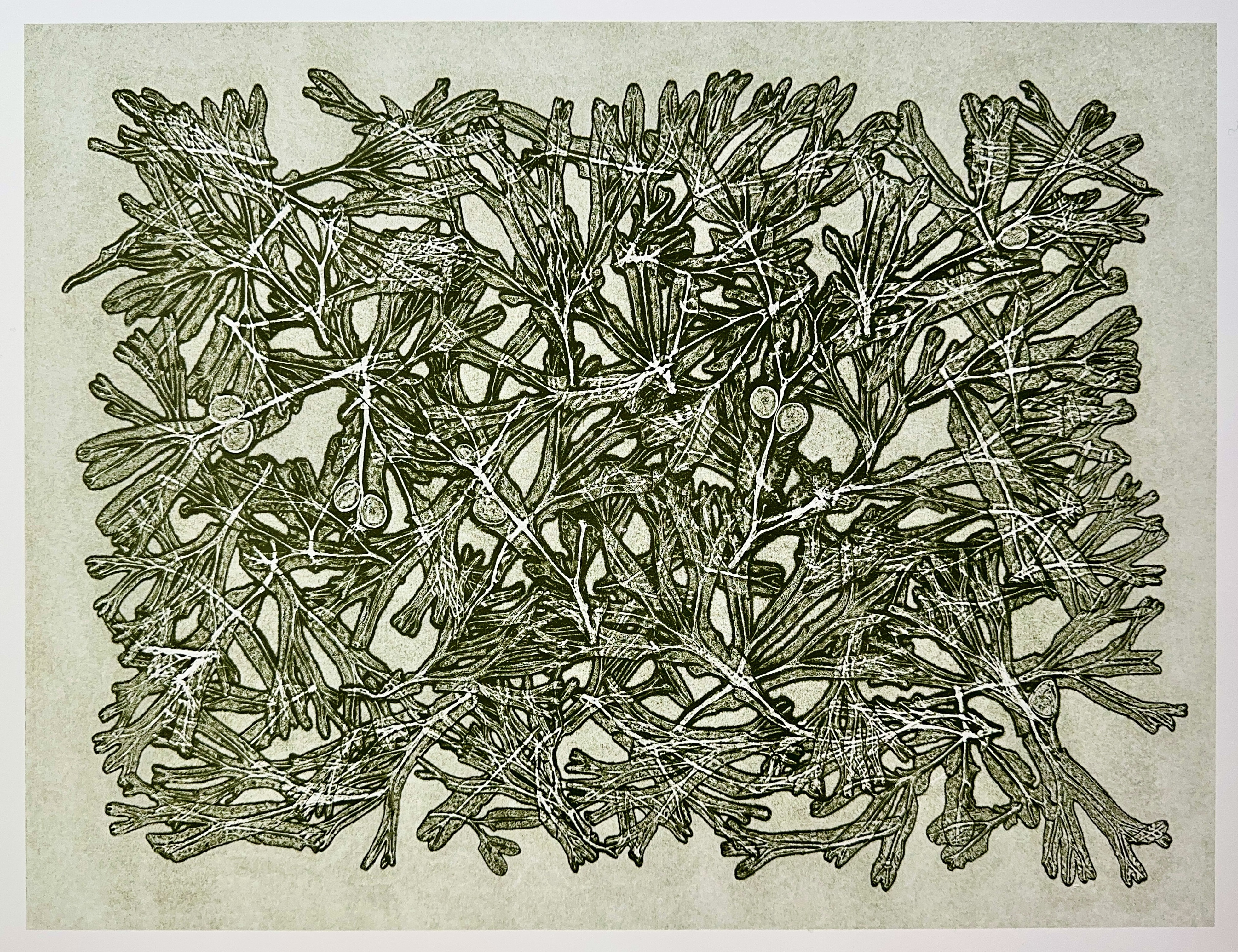 Wrack Fucus vesiculosus P Knight