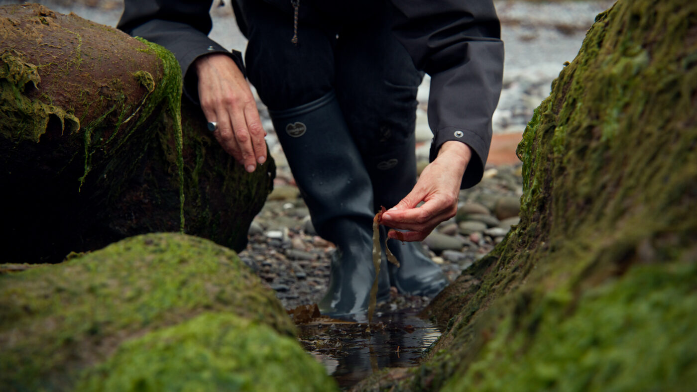 A community of seaweeders