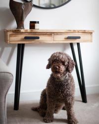 Pretty proud of Myles Quinlan his first attempt at building something like this! A rustic console table for his parents as a moving in gift. Had to get Marley involved in the photo shoot obviously! 🐶🪚
