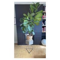 Concrete plant stand
Concrete form by Geoff MacLean Architect
Legs by thehairpinlegco 
Ficus by rovaweebv and tended by pet_k_09 

#edinburgharchitect
#edinburgharchtecture 
#interiordesign 
#concretedesign 
#scottishinteriors 
#coolplantsofinstagram