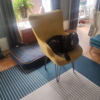 Broken wing chair from made.com given new lease of life. New plywood base with curved profile from cutmyplastic.co.uk, attached to chair using existing fixings and 40 cm heavy duty hairpin legs from thehairpinlegco attached to plywood  base with M5 inserts and bolts. Looks good and solid as a rock and the pup likes it too.