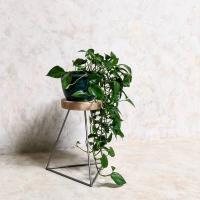 Creating our collection has been lots of fun... Soon available @ ollyandseb.com 
#furniture #goodvibes #launch #newbusiness #stool #stools #plants #plantstand #plantsofinstagram #homedecor #homemade #home #instagram #instagramstore #homefashion #lifestyle #life #concrete #wood #reclaimedwood #craft thehairpinlegco