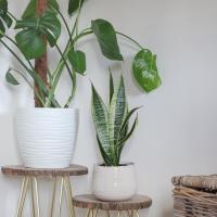 [O B S E S S E D]

Houseplants have my heart 🌿 We probably have 30+ plants! I just love seeing pops of green around the house. Even better seeing them on top of my DIY plant stands 💁🏽‍♀️

Are there any other house plant obsessives out there?
.
.
.
#houseplants #houseplantclub #greenbedroom #interiors123 #bedroominspo #bedroomstyling #realstylishhomes #bedroommakeover #bedroomreno #neutralbedroom #nesttoimpress #homedecor #homestyling #bedroomrenovation #homestyle #homeinteriors #spotmyhouse #letterboxhome #homeinspo #homeinterior #plantstand #instainteriors #interiorstyling #houseplantsofinstagram #interiorinspiration #interiorinspo #diyplantstand #interior4inspo #dabblingwithdecor #ａｅｓｔｈｅｔｉｃ