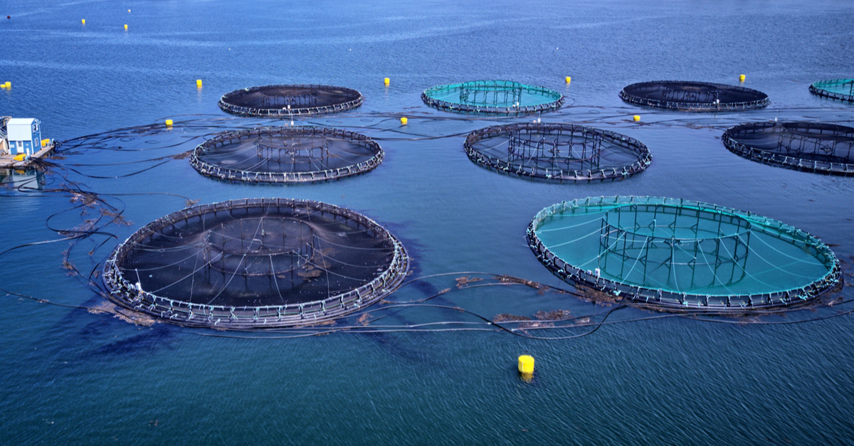Revolutionising Scotland’s aquaculture sector