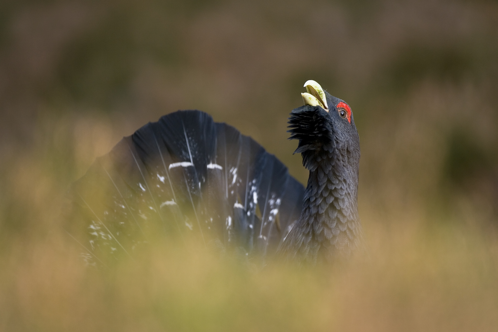 Capercaillie male displaying Scotland c scotlandbigpicture com